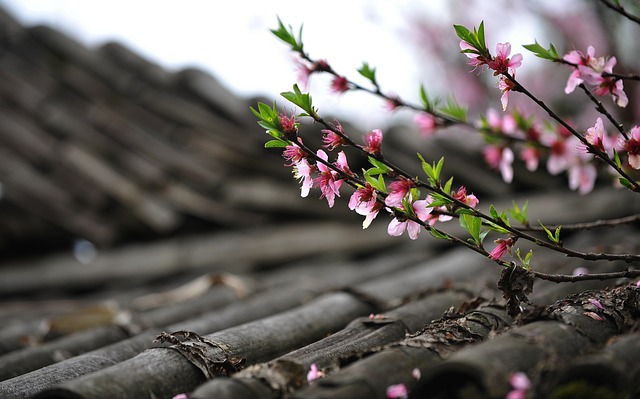 roof, roofer, 