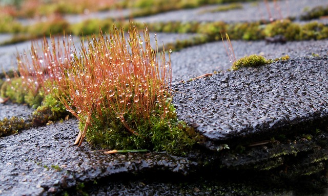 roof, roofer, 