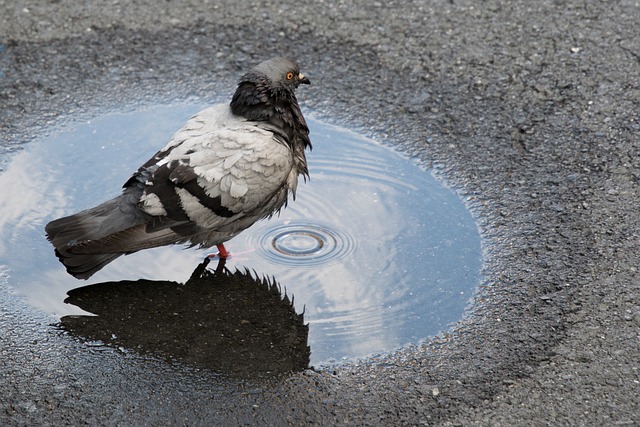 asphalt contractors, asphalt repair