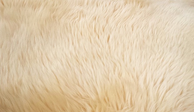 orlando-carpet-installers-orlando-carpet-640x480-72636549.jpeg