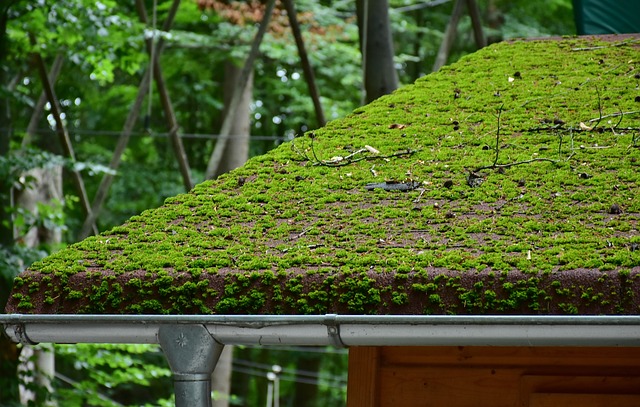 roofers in florida, benefits of getting a roofer, roofing company, trusted roofing materials