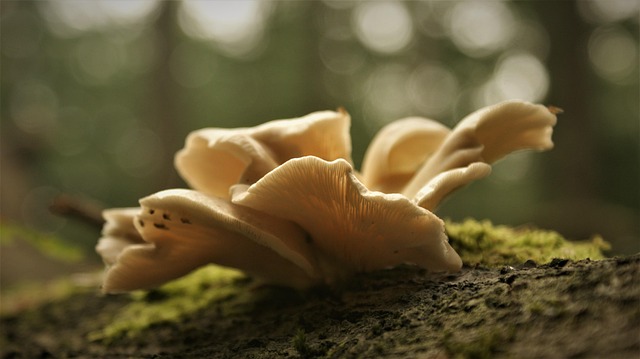 cbd mushrooms for sale