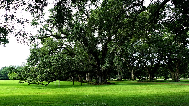 safe medical marijuana in Louisiana