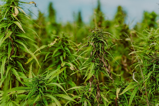 safe medical marijuana in Louisiana