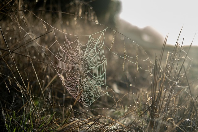 web design in San Antonio