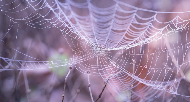 web design in San Antonio